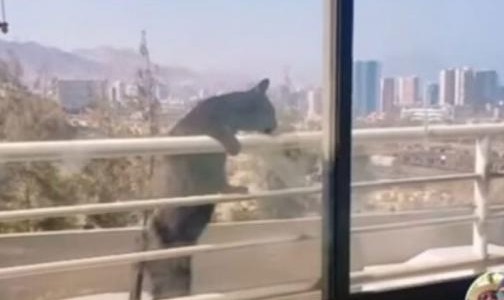 Video de TikTok: colgó a su gato del balcón para sumar likes y fue repudiada en las redes