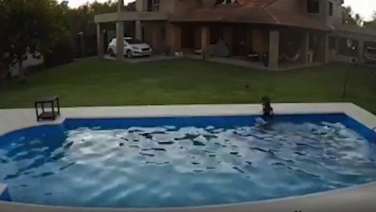 Video: una perra rescató a su amiga ciega de morir ahogada en una pileta