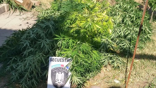 Santo Tomé: secuestraron plantas de Cannabis Sativa en el patio de una vivienda
