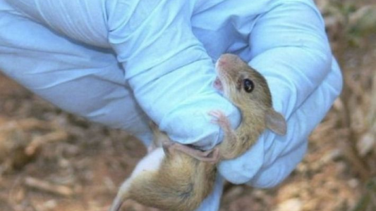 Bariloche: confirman un caso de hantavirus y aumentan los contagios de coronavirus