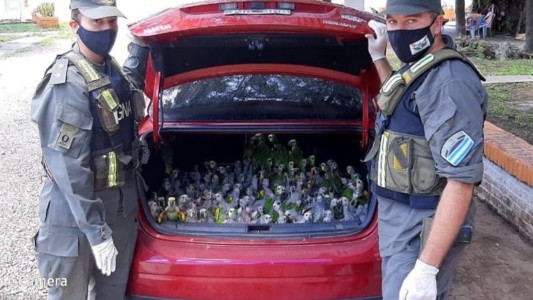 Contrabando: 216 loros habladores en el baúl del auto con destino al sur de Santa Fe