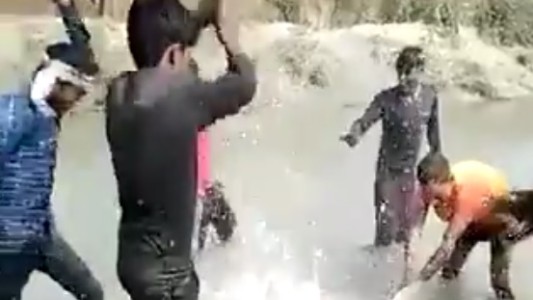 Indignante: mataron a palazos a un delfín, lo grabaron y viralizaron el video