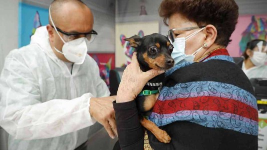 Investigadores afirman que animales pueden adquirir el coronavirus pero no lo transmiten a humanos