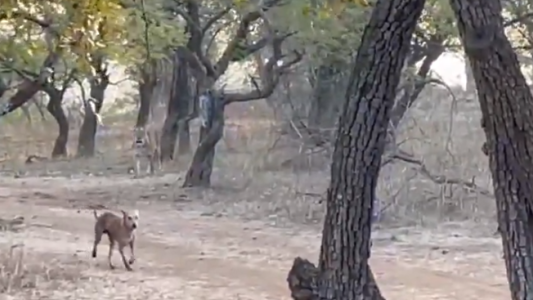 La valiente defensa de un perro ante el ataque de una leona en India