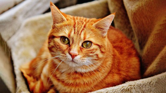 Una gatita se vuelve viral por impedir 'ferozmente' que su dueña tome cerveza