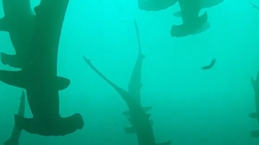 Video: practicaba submarinismo y le pasaron por encima "200 tiburones martillo"