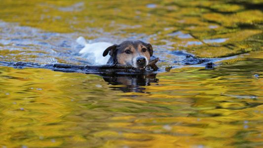 Un jardinero arriesga su vida para rescatar a un perro arrastrado por el agua de una represa