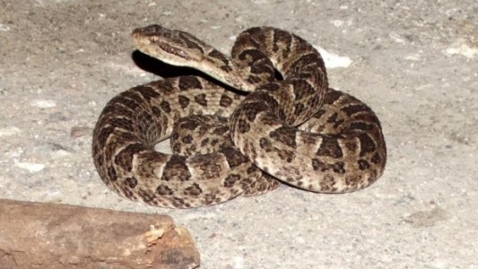 Alertan por la presencia de serpientes ante la bajante del rio