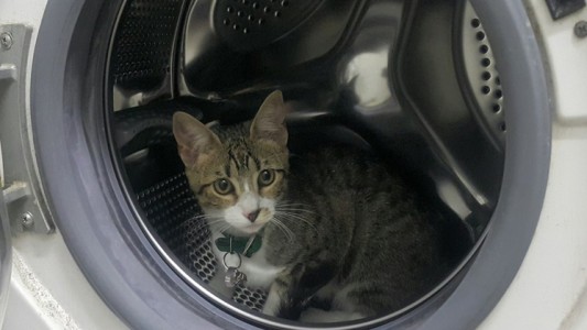 La condenaron a 6 meses de prisión por matar a su gato metiéndolo en el lavarropas