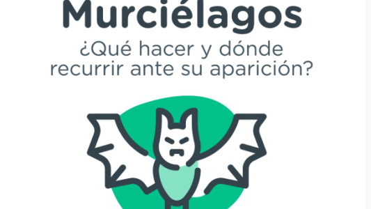 Murciélagos: qué hacer y dónde recurrir ante su posible aparición