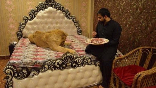 Video: el hombre que duerme con un león de casi 80 kilos en su cama