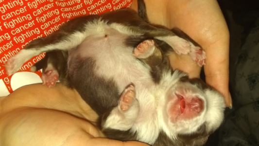 Video: la perrita que nació con 6 patas, 2 colas y 2 aparatos reproductores