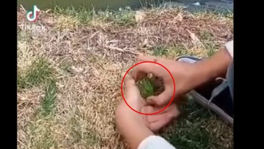 Video de TikTok: un nene deja una pequeña rana en el agua y un pato se la devora de un bocado