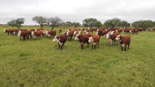 Productores y/o micropymes ganaderas: lanzan convocatoria para proyectos de inversión