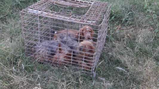 Allanan un criadero clandestino en Recreo: tenían 29 animales encerrados