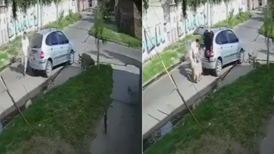 Video: automovilista se robó una oveja que pastaba en la vereda en Lanús