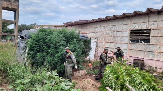Córdoba: descubren un "vivero" de marihuana en el patio de una casa