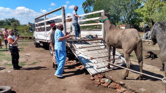 Rosario: rescataron a 11 caballos que realizaban trabajos forzosos