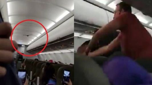 Videos virale: atraparon a un murciélago dentro de un avión