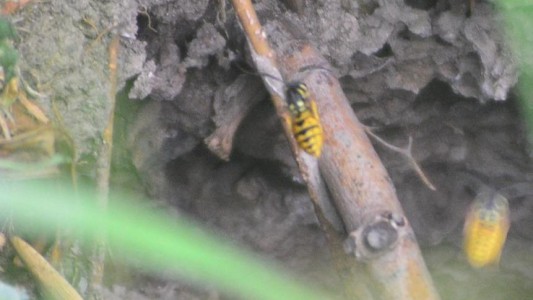 Preocupación en Viedma por el ataque de avispas amarillas