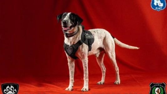 Jujuy presentó sus perros de policía: uno se llama "Falopa"