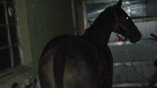 La policía rescató a un caballo de 12 años