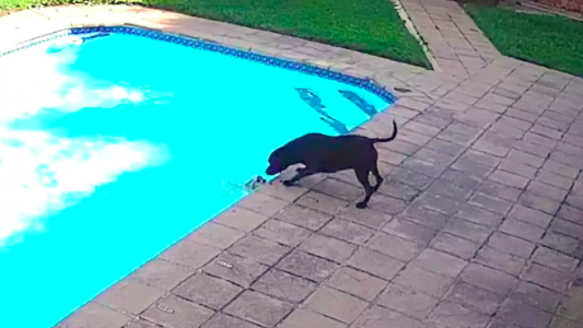 Video: la perra "guardavidas" que salva a otro animal que se ahogaba en la  pileta