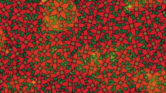 Reto viral: debes encontrar las 4 rosas entre las flores de Nochebuena