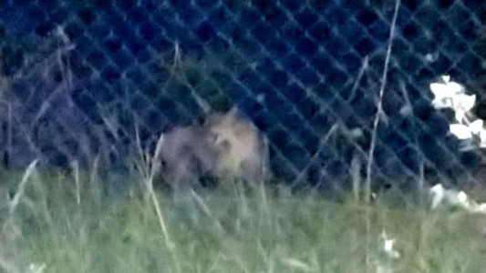 Peligro: continúa la búsqueda del puma que apareció en Roldán