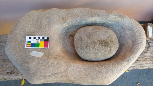 Arqueólogos del delito: recuperan una conana y troncos fosilizados que vendían por Internet