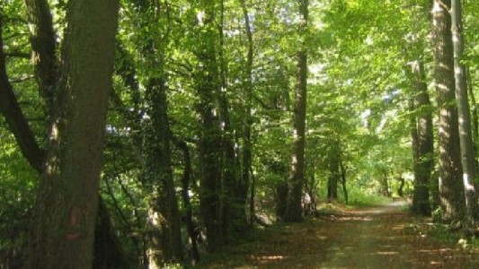 Santa Fe presentó un nuevo mapa de Ordenamiento Territorial de Bosques Nativos