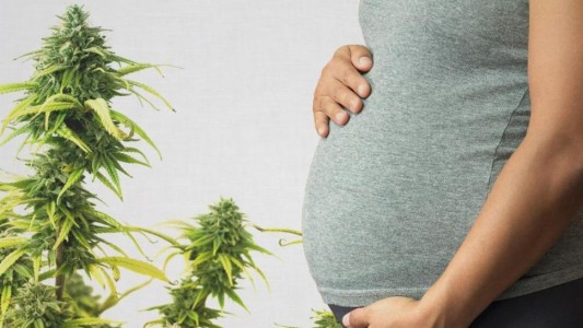 La Sociedad Argentina de Pediatría recomendó "marihuana cero" durante el embarazo y la lactancia