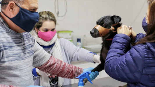 Continúa la campaña de castración de animales en la ciudad