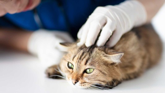 Veterinarios advierten que "no es fácil" trasmisión de coronavirus a los animales pero sugieren "estar atentos"
