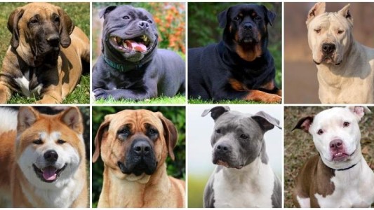 La Plata: Los perros potencialmente peligrosos deberán ser anotados en un registro obligatorio