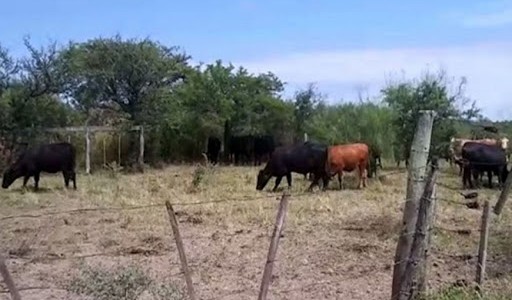 Pesimismo en la familia que sufrió el robo de 63 terneros: "Deben estar en Brasil ya"