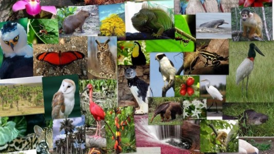 ¿Por qué se celebra el 22 de mayo el Día Internacional de la Diversidad Biológica?