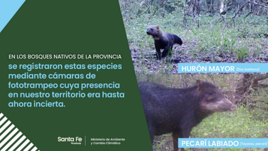 Se registraron dos especies animales nunca antes vistas en la provincia