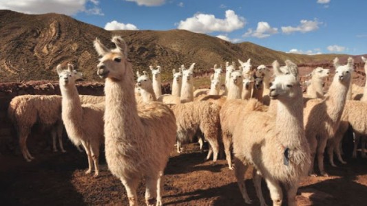 Carne de llama: una opción saludable y de antigua tradición, pero sin inserción en el circuito comercial