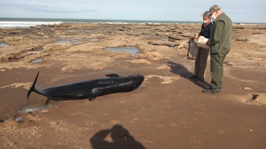 Apareció una falsa orca en Claromercó: intentaron devolverla al mar pero no sobrevivió
