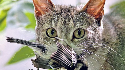 Por qué los perros y gatos son considerados especies invasoras por algunos especialistas