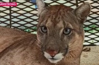 Capturaron a un puma en Armstrong: aseguran que no estaba en cautiverio