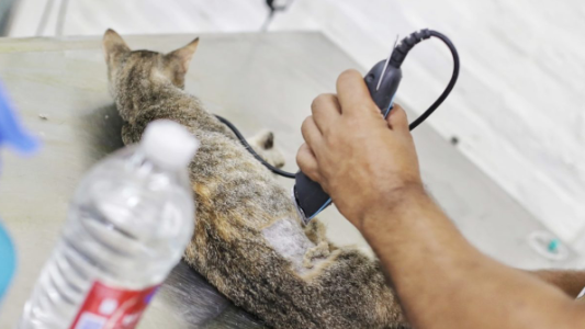 Continúa la campaña de castración de animales