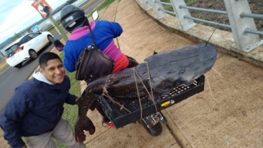 Pescó un surubí de más de 50 kilos y se lo llevó en moto