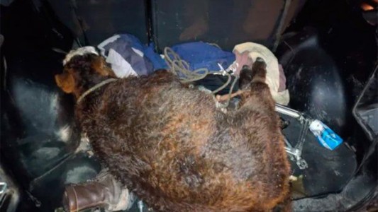 En Neuquén, un hombre que violó las restricciones de circulación tenia un ternero vivo en el baúl