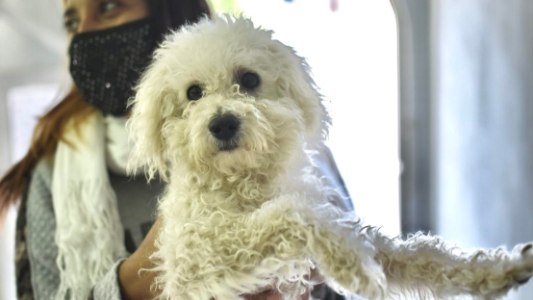 Salud animal: el municipio realizó cerca de 7 mil castraciones en tres meses