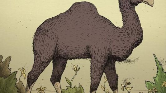 Reto Viral: ubica ya mismo al jinete del camello en solo 10 segundos