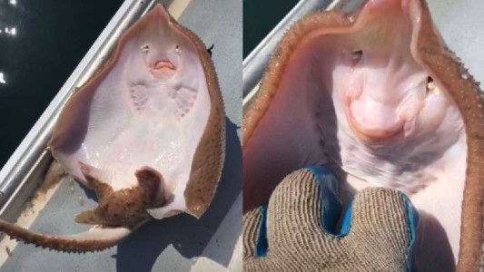 Indignación tras video viral de una raya que se “ríe”: ¡Está sufriendo!