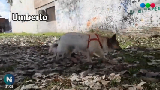 Continúa la búsqueda de un hogar para animales desde Perros Comunitarios Santa Fe