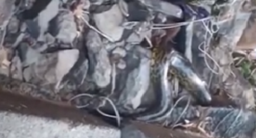 Atribuyen a la bajante la aparición de una boa constrictora de dos metros abajo del Puente Colgante